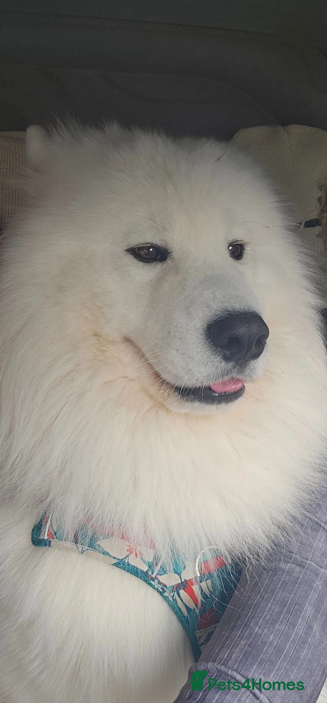 Samoyed dogs for sale: We are already here  - Advert 2