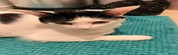 Mixed Breed cats for sale: ** Rescues cats looking for furever home ** - Advert 6