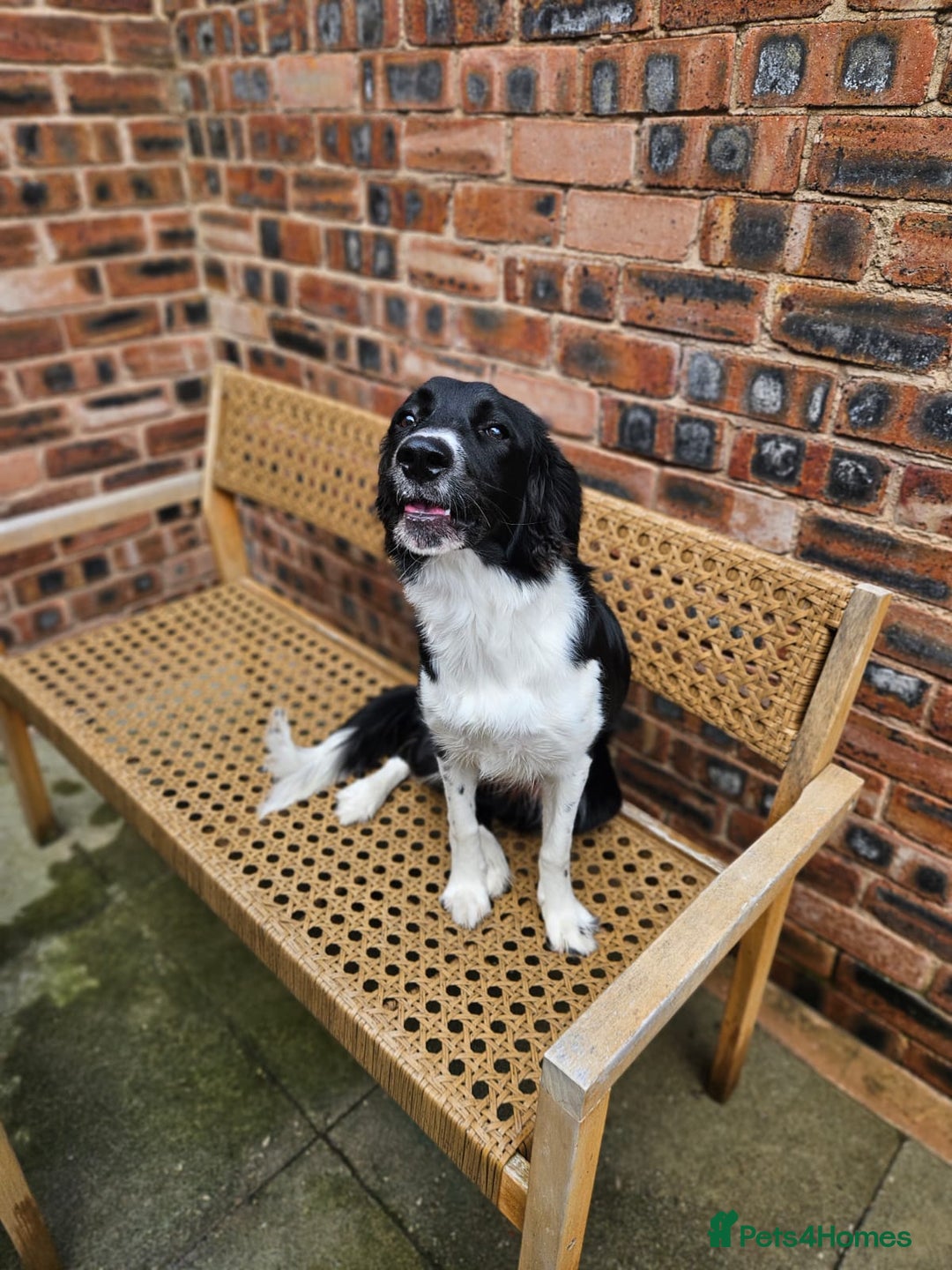 Sprollie dogs for sale: Beautiful Sprollie Girl - Image 4