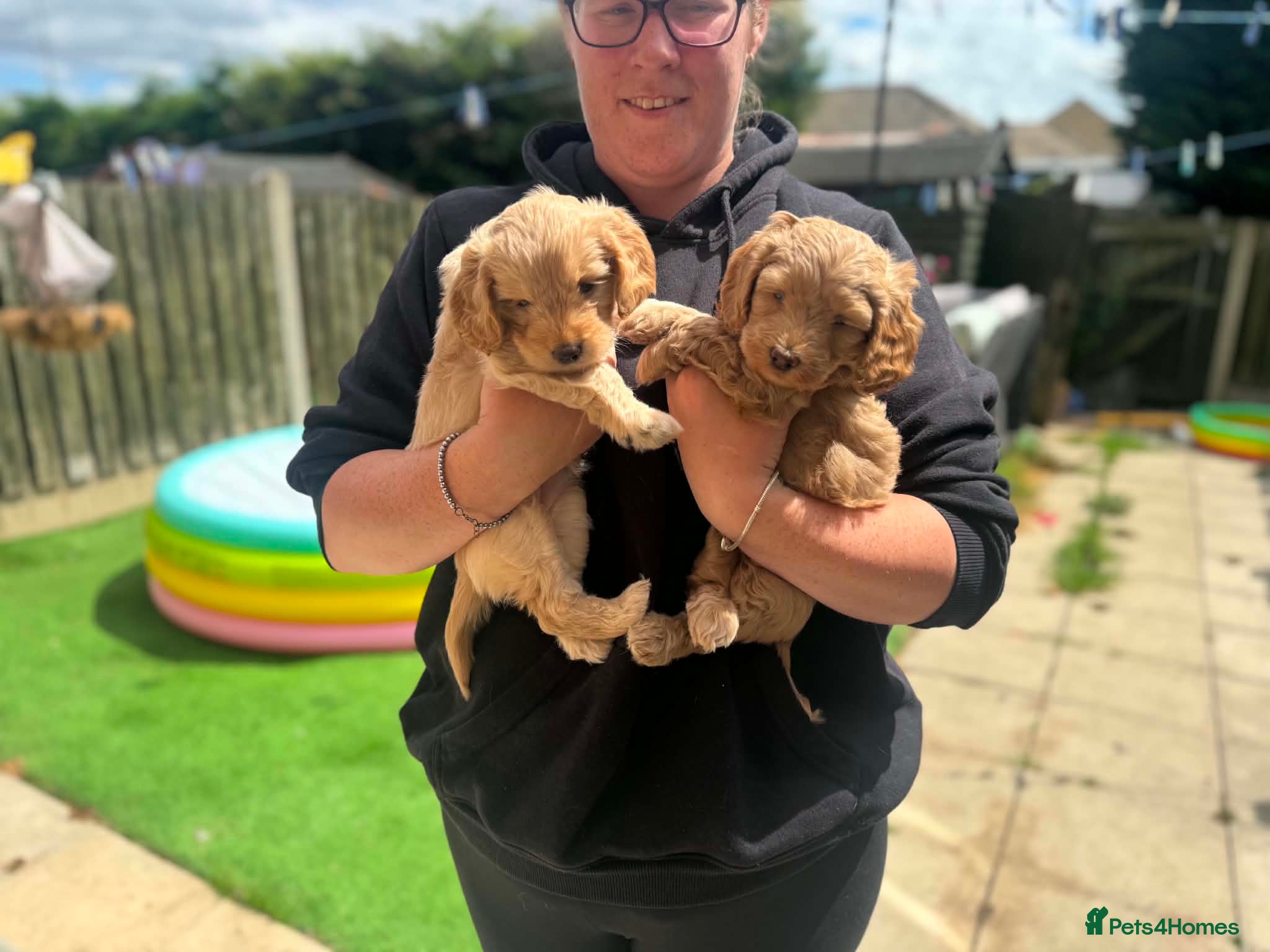 Cockapoo dogs Stunning Dna tested F2 homebred cockapoos - Advert 1