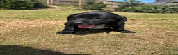 Sprocker dogs for sale: Sprocker/sprockador in Barnstaple - Advert 19