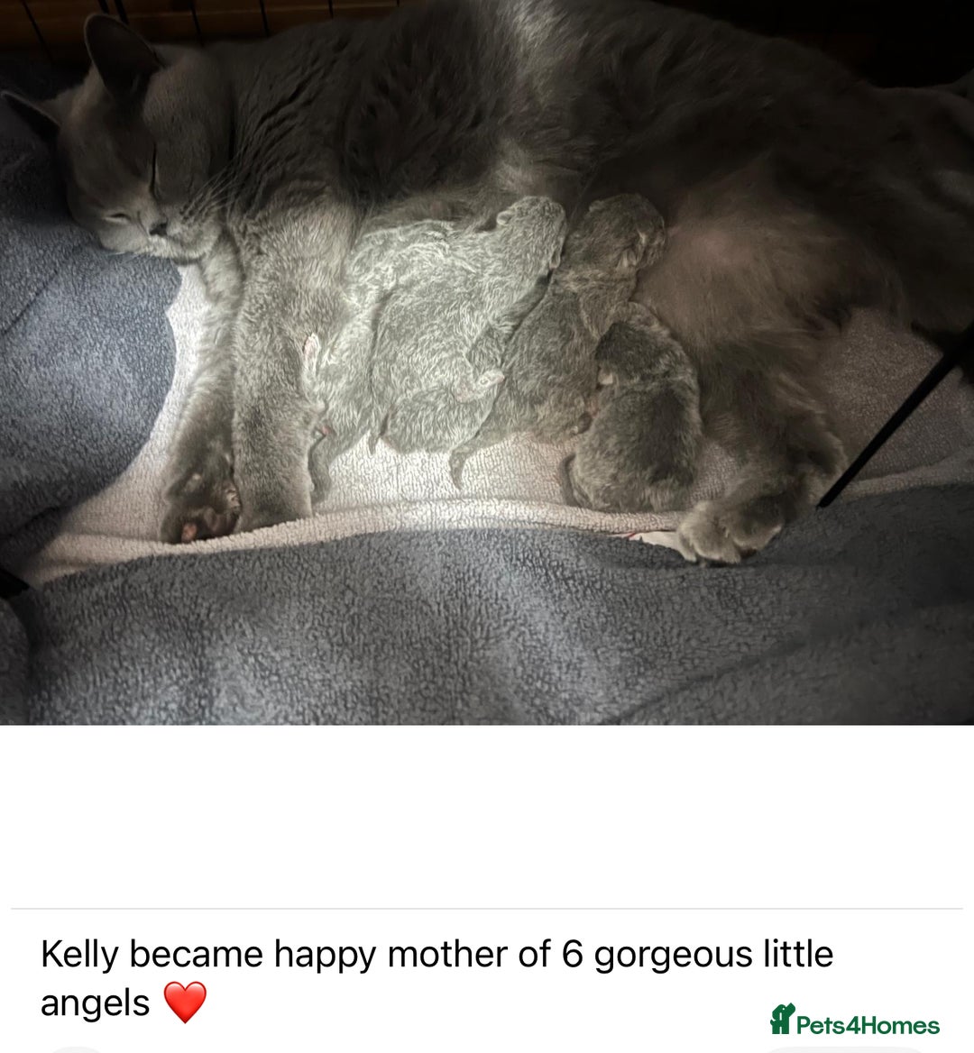 British Shorthair cats for stud: ⭐️ Two Imported Powerhouse Studs ⭐️ in London - Advert 9