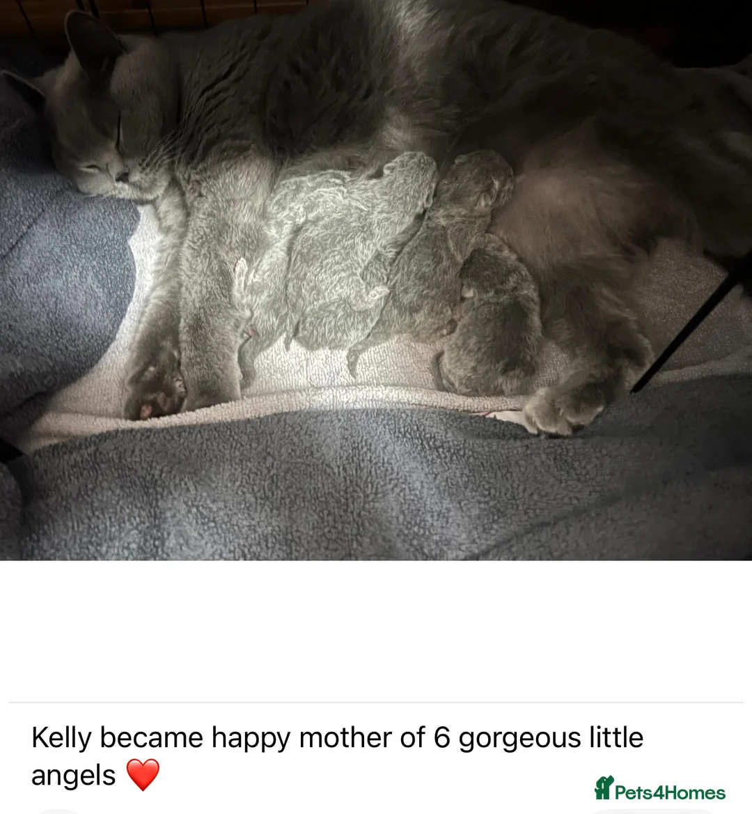 British Shorthair cats for stud: ⭐️ Two Imported Powerhouse Studs ⭐️ in London - Advert 11