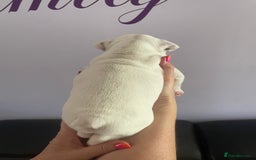 English Bulldog dogs for sale: 4 KC English Bulldog Puppies  - Image 36