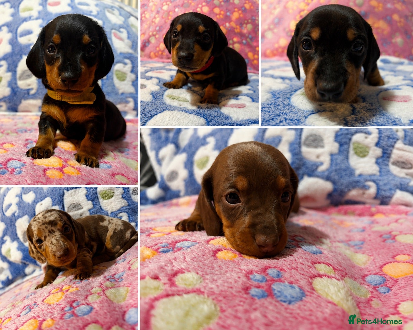 Miniature Dachshund dogs Kc registered miniature dachshund puppies  - Advert 15