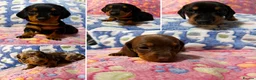 Miniature Dachshund dogs for sale: Ready for there forever homes this Thursday - Advert 3