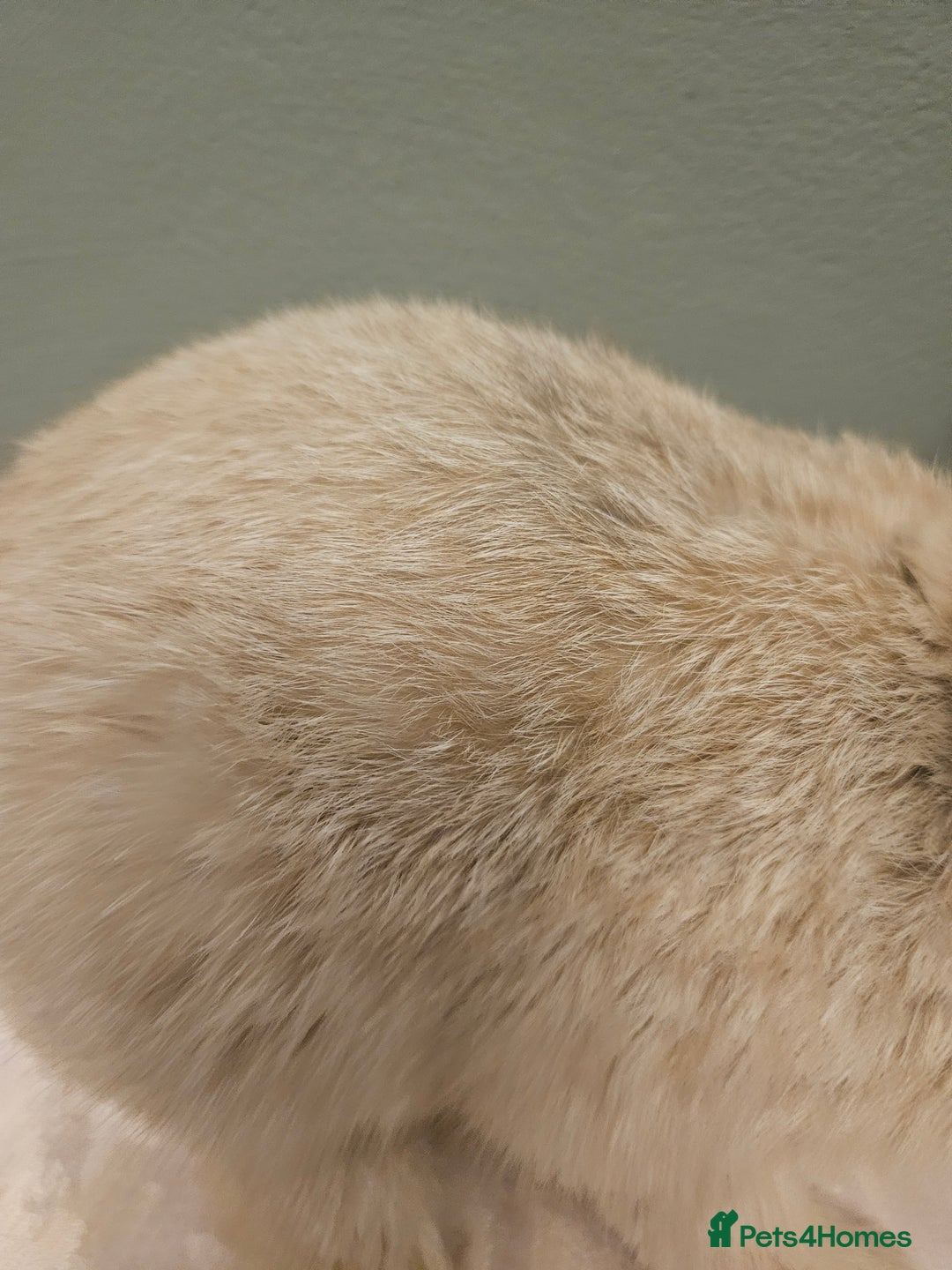 Mixed Breed rabbits for sale: Flemish Giant x buck ** last one left** - Advert 11