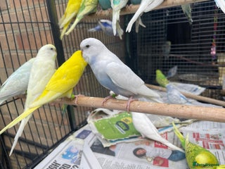 Budgerigars birds - Advert 1