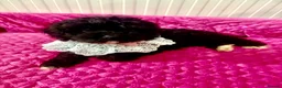 Cavapoo dogs for sale: Ready now, F1 Cavapoos,  ETH tested  parents  - Advert 1
