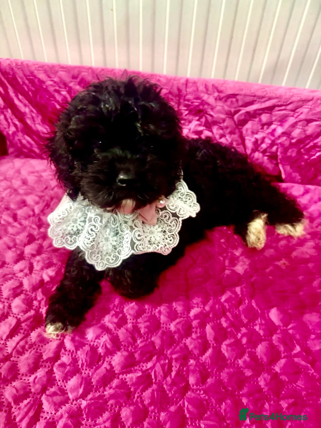 Cavapoo dogs for sale: Ready now, F1 Cavapoos,  ETH tested  parents  - Advert 1