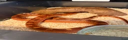 Corn Snake reptiles for sale: Corn snakes WOW AMAZING  - Advert 9