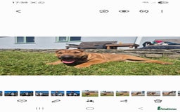 Mixed Breed dogs for sale: English bull terrier x shar pei - Image 10