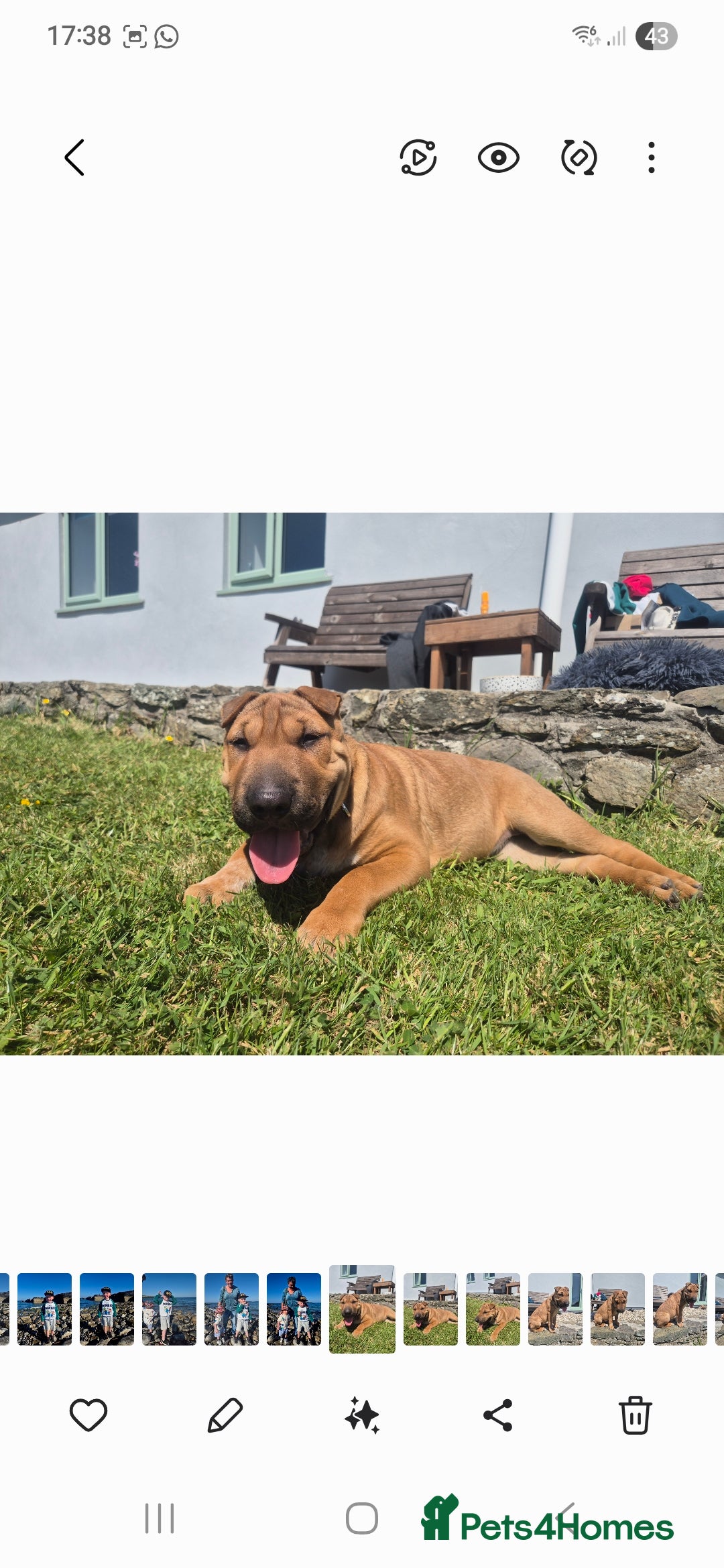 Mixed Breed dogs for sale: English bull terrier x shar pei - Image 10