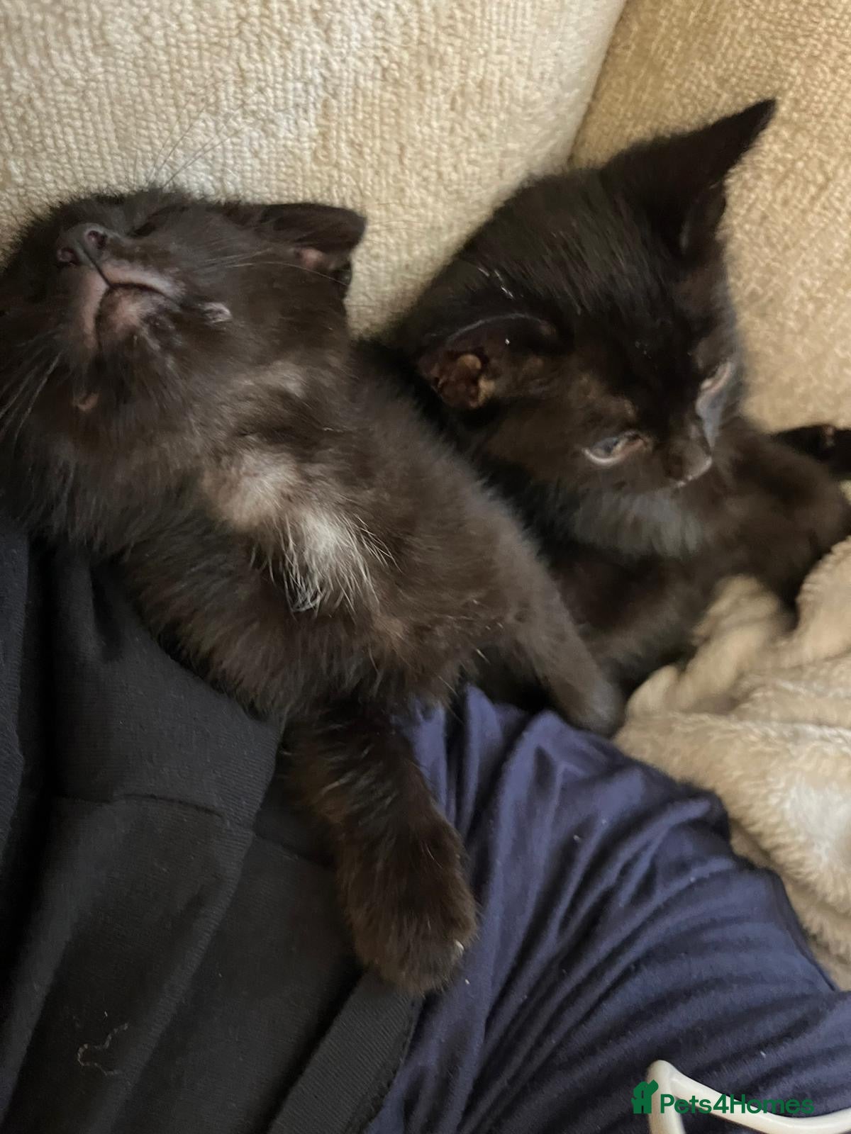 Mixed Breed cats 2 female kitten - Advert 15