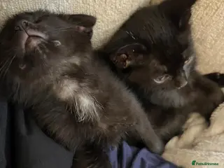 Mixed Breed cats 2 female kitten - Advert 15