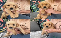Golden Retriever dogs for sale: 3 beautiful boys awaiting their forever homes 🐶 - Image 2