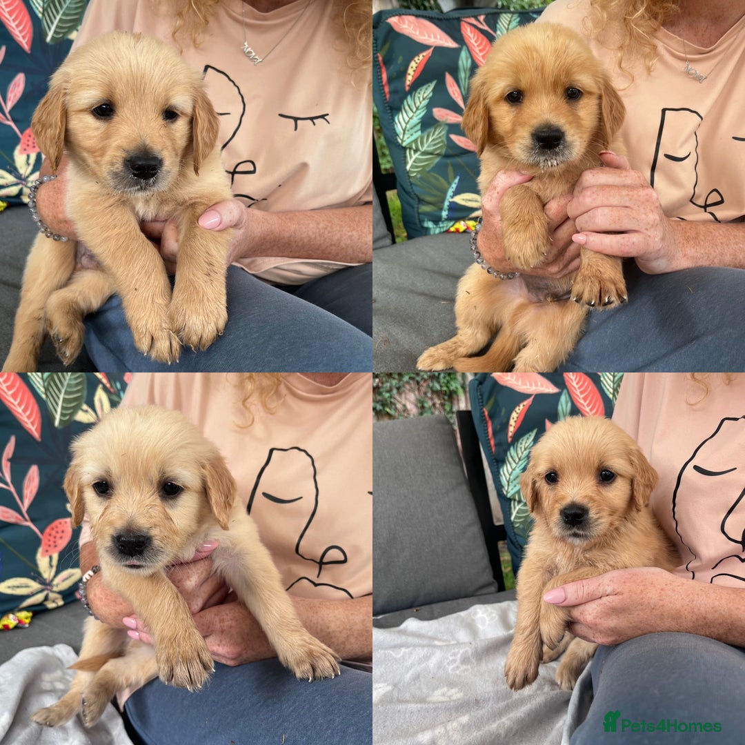 Golden Retriever dogs for sale: 3 beautiful boys awaiting their forever homes 🐶 - Image 2