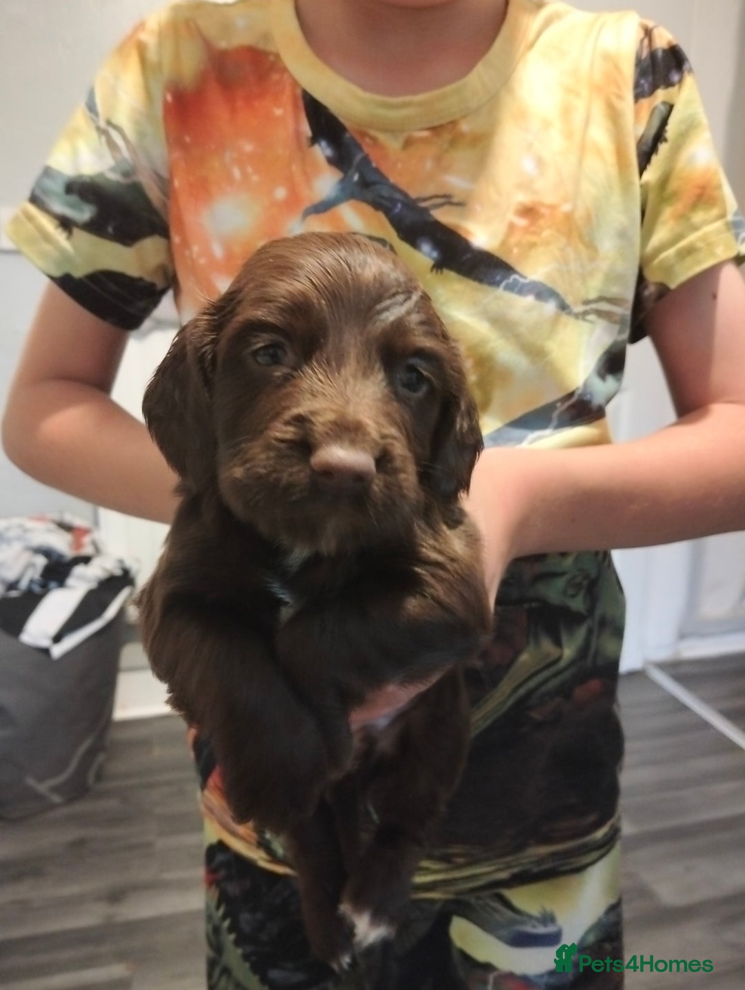 Cocker Spaniel dogs for sale: 7 beautiful cocker spaniels  - Image 23