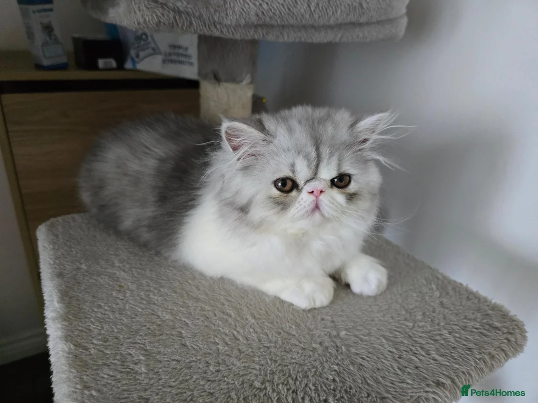Persian cats for sale: Adorable Silver Tabby Persian Kitten for Sale  - Advert 15