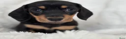 Miniature Dachshund dogs for sale: Miniature Dacshund’s  - Advert 29