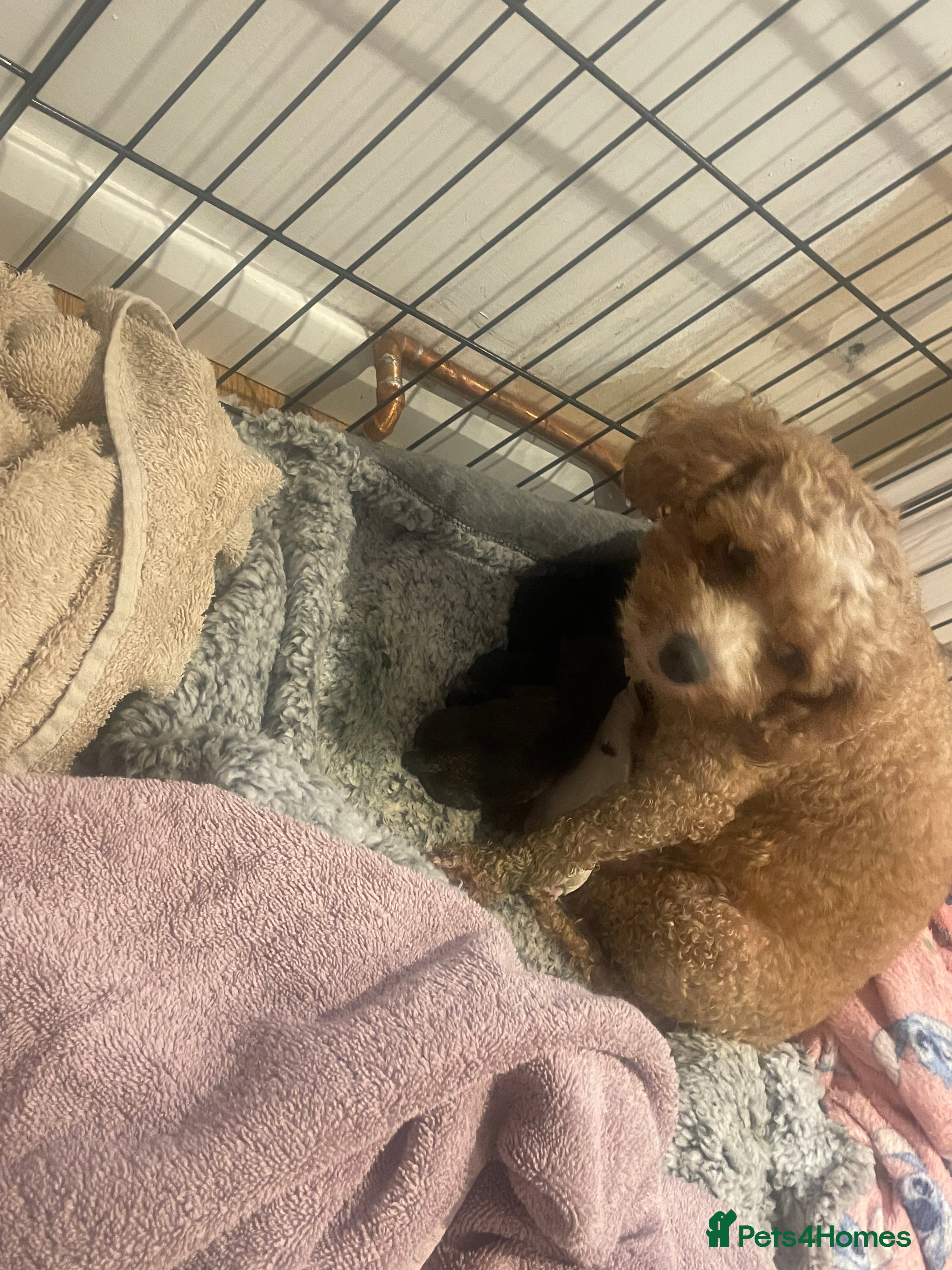 Pomapoo dogs Wolf sable pomapoos - Advert 5