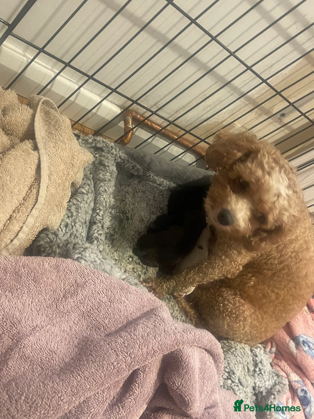 Pomapoo dogs for sale: Wolf sable pomapoos - Advert 1