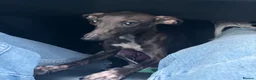 Italian Greyhound dogs for sale: italian greyhound - Advert 2
