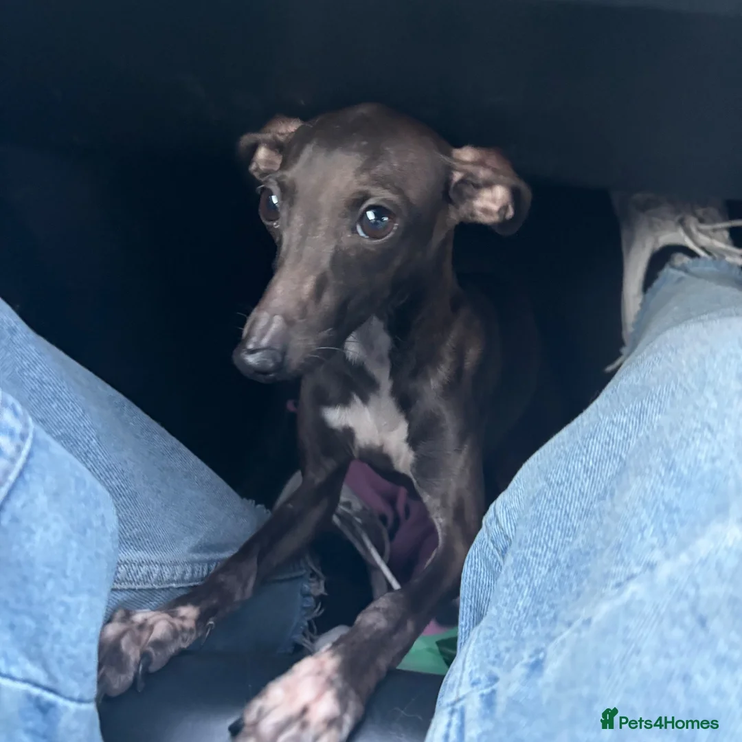 Italian Greyhound dogs for sale: italian greyhound - Advert 2