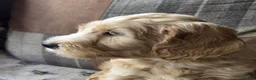 Australian Labradoodle dogs for sale: READY NOW! Therapy Aus x Irish dood multi gen mix  - Advert 18