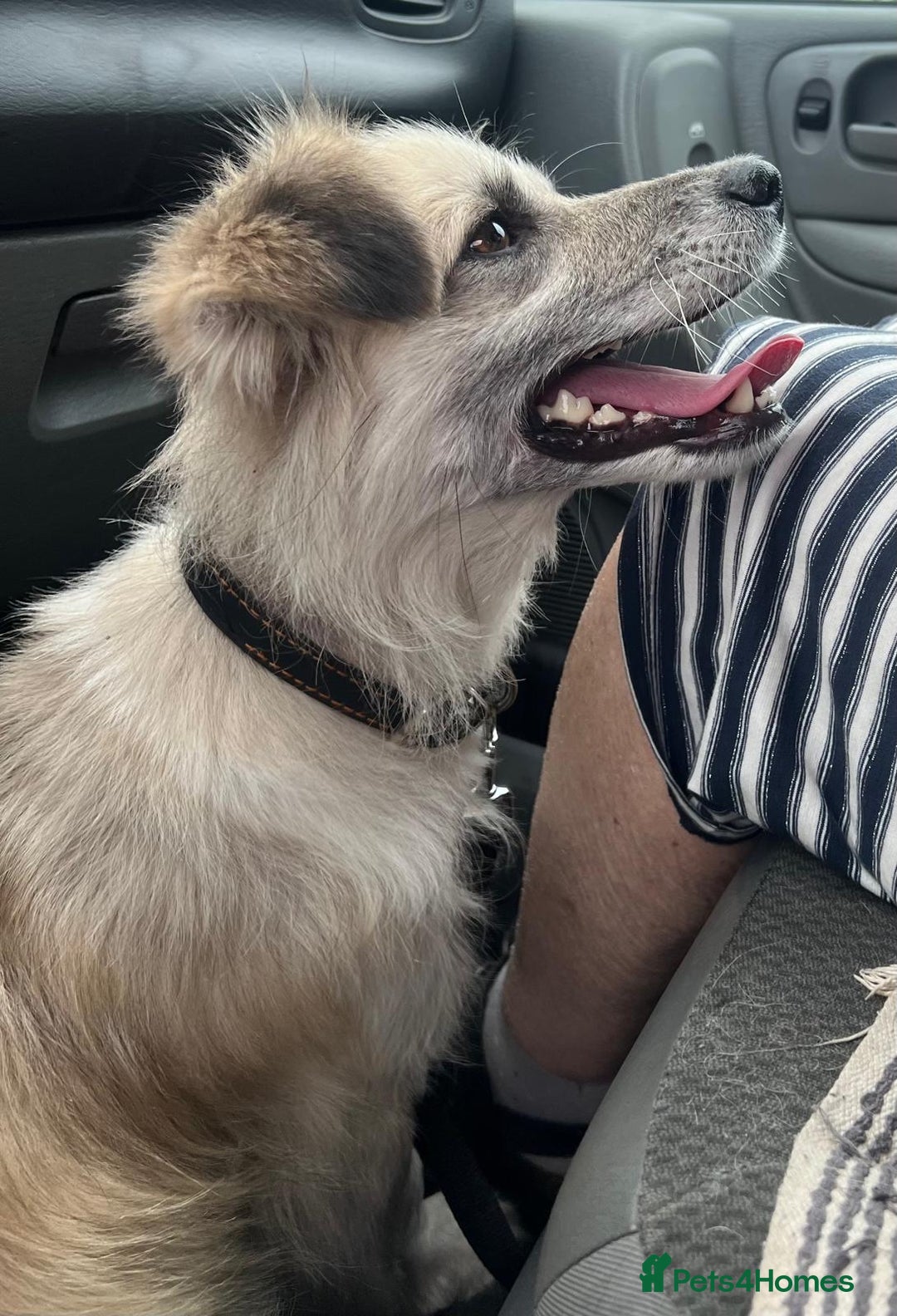 Border Collie dogs for adoption: JOEY – Border Collie (Male) - Advert 2