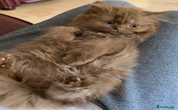 British Longhair cats - Advert 3
