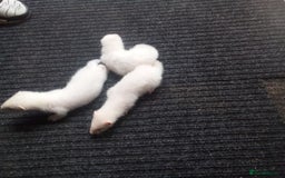 Ferret rodents for sale: Young ferret - Image 2
