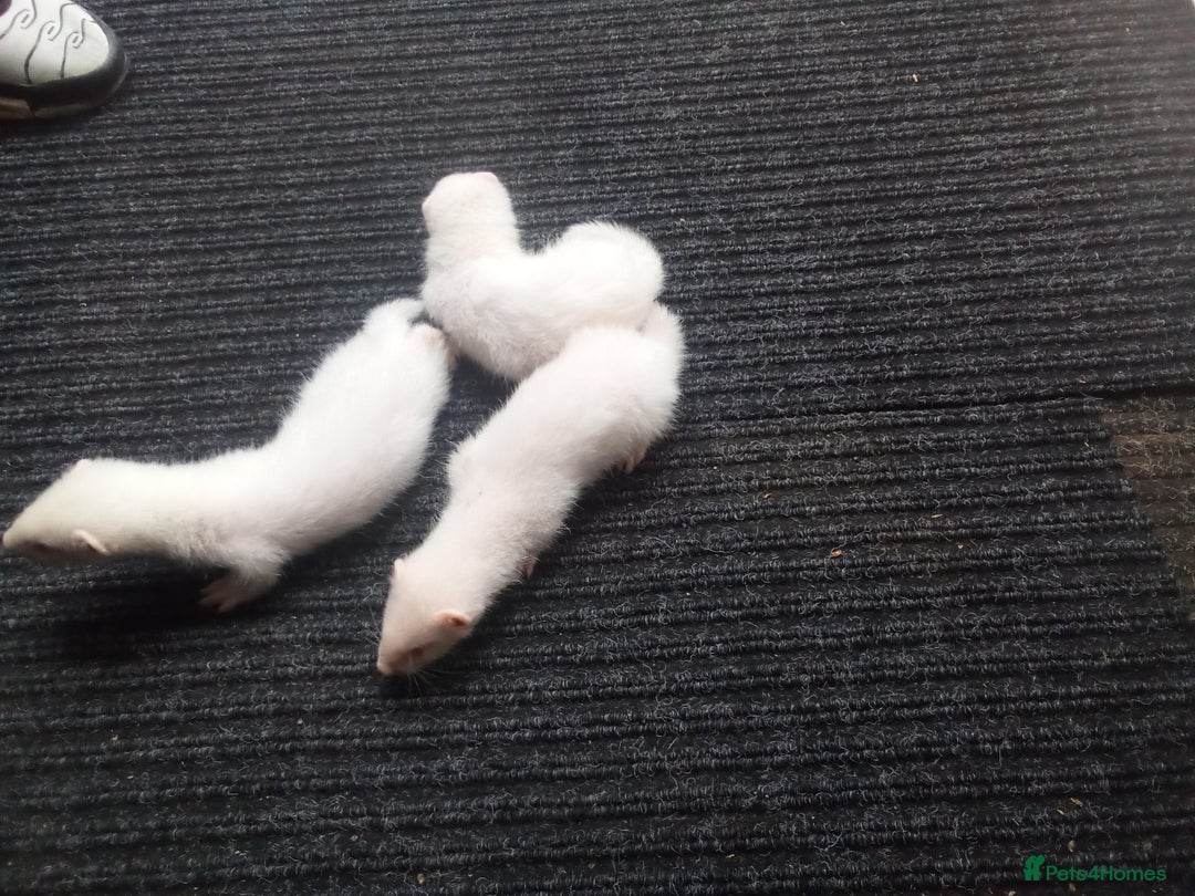 Ferret rodents for sale: Young ferret - Image 2