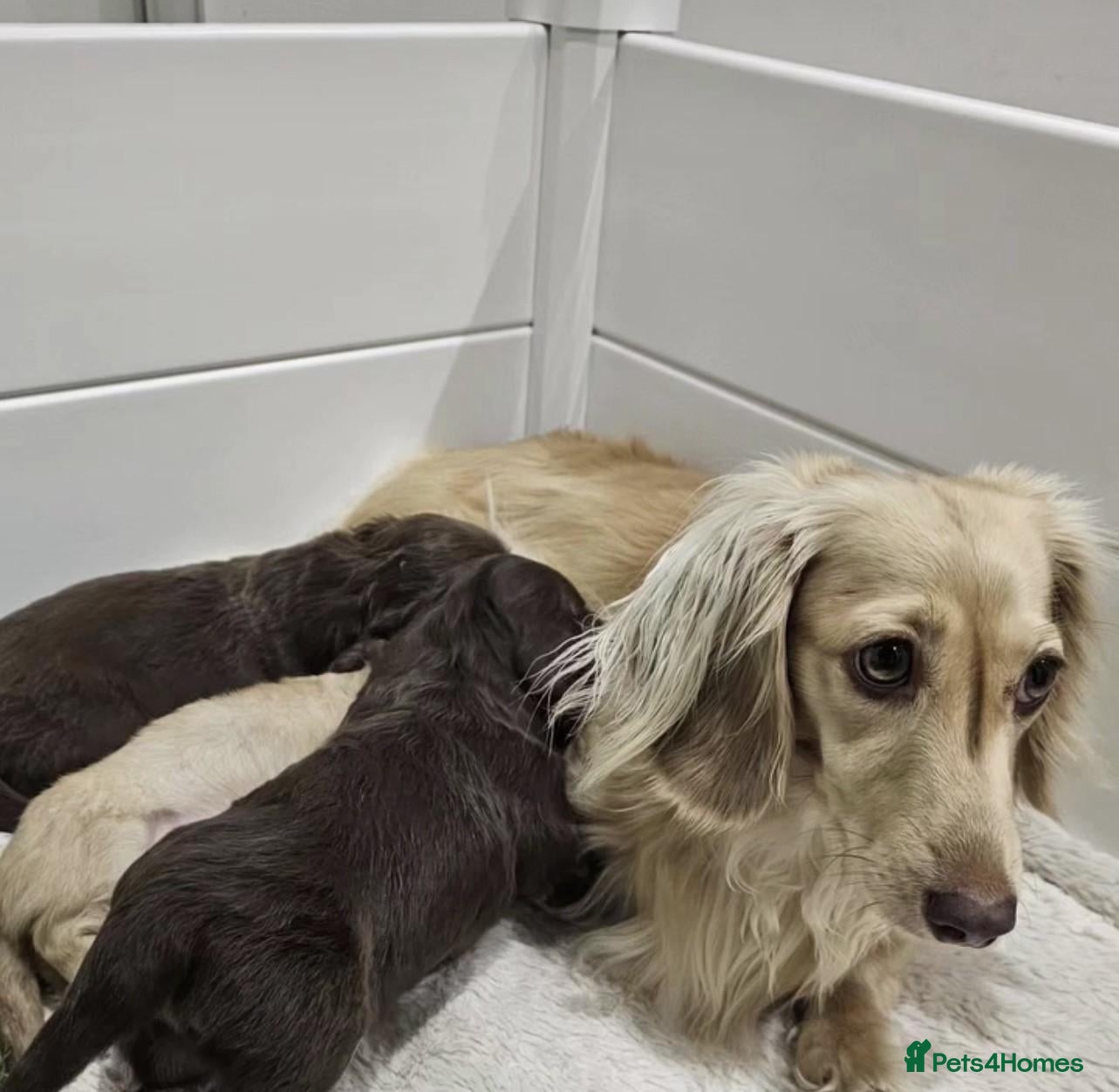 Miniature Dachshund dogs Long Coat Miniature Dachshund puppies. - Advert 1