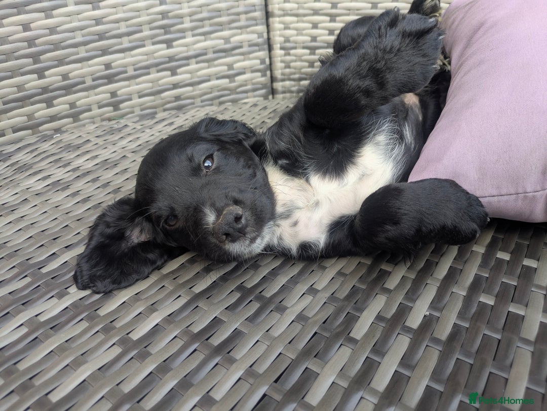 Cocker Spaniel dogs for sale: kc cocker spaniels registered pups - Image 8