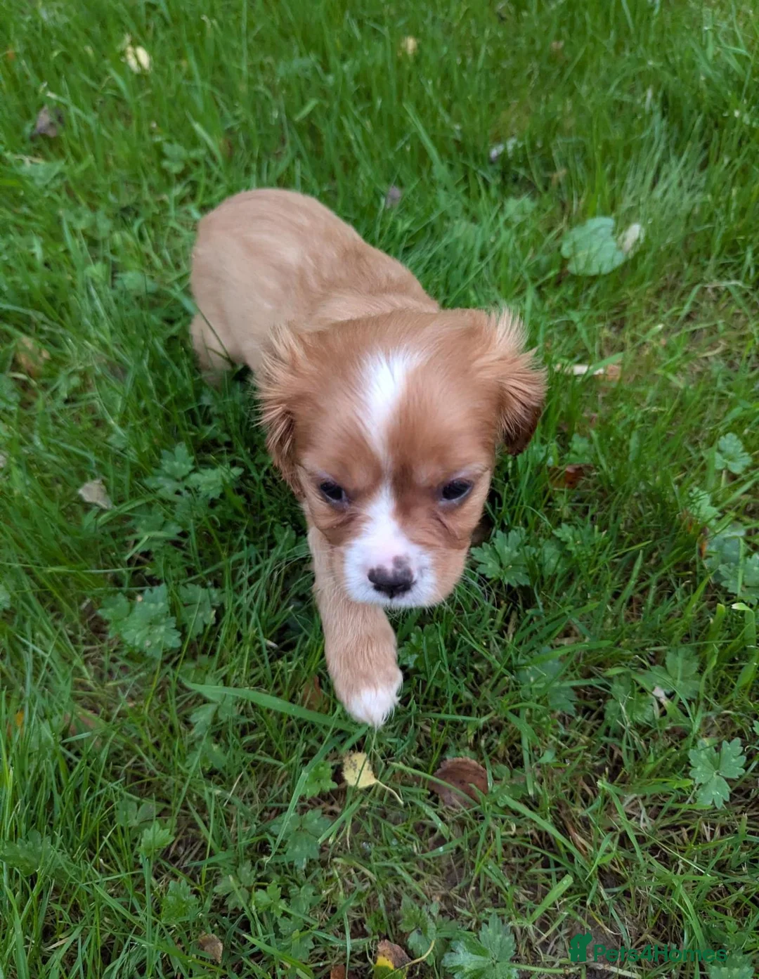 Cavalier King Charles Spaniel dogs for sale: Health Tested KCReg Cavalier King Charles Spaniel - Advert 2