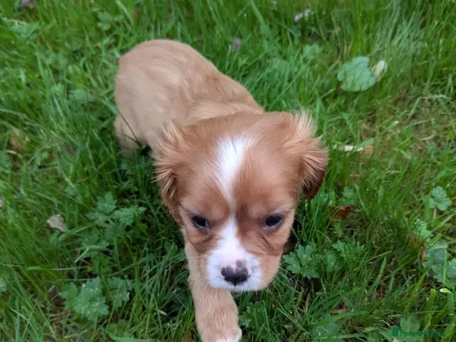 Cavalier King Charles Spaniel dogs for sale: Health Tested KCReg Cavalier King Charles Spaniel - Advert 2