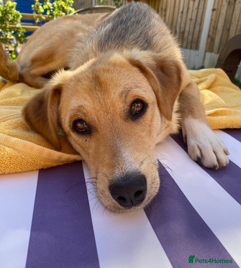 Mixed Breed dogs Adopt friendly Rocky in foster home in Hampshire - Advert 1