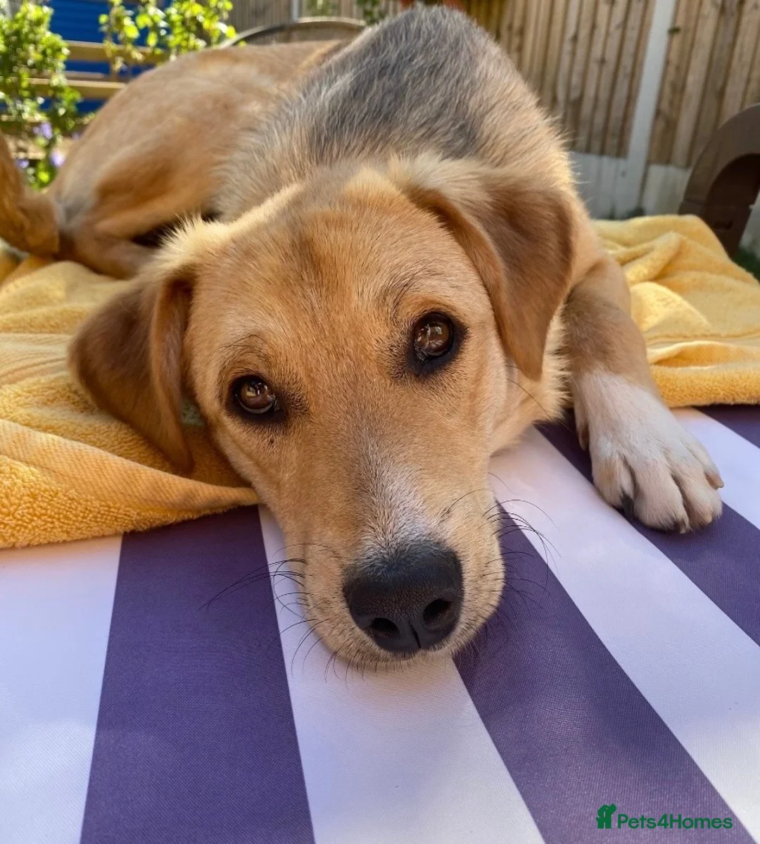 Mixed Breed dogs for sale: Adopt friendly Rocky in foster home in Hampshire - Advert 1