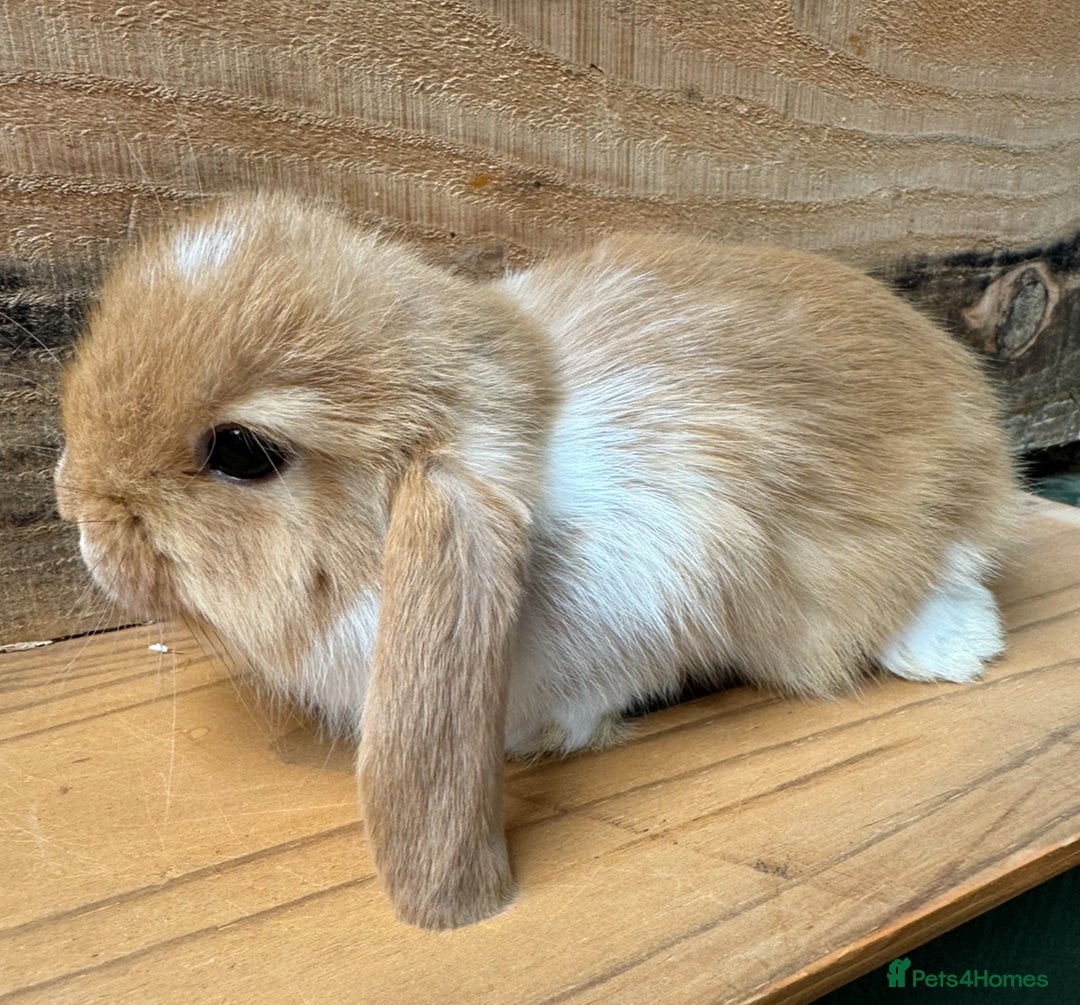 Mini Lop rabbits for sale: MINI LOP BUNNIES PEDIGREE  - Image 18