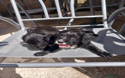Cocker Spaniel dogs for sale: Cocker spanel  - Image 7