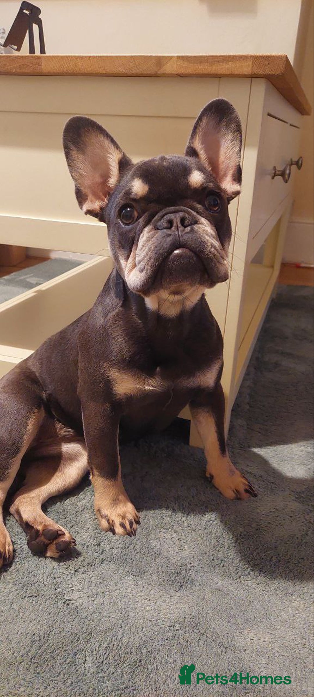 French Bulldog dogs for sale: French Bulldog  - Advert 9