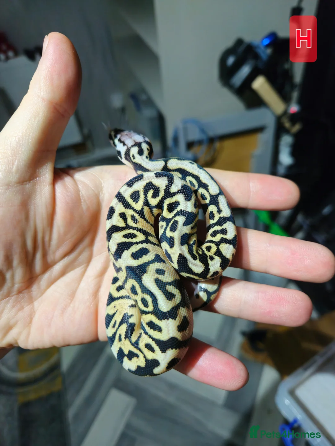 Python Snake reptiles for sale: spotnose and clown ball pythons  - Advert 1