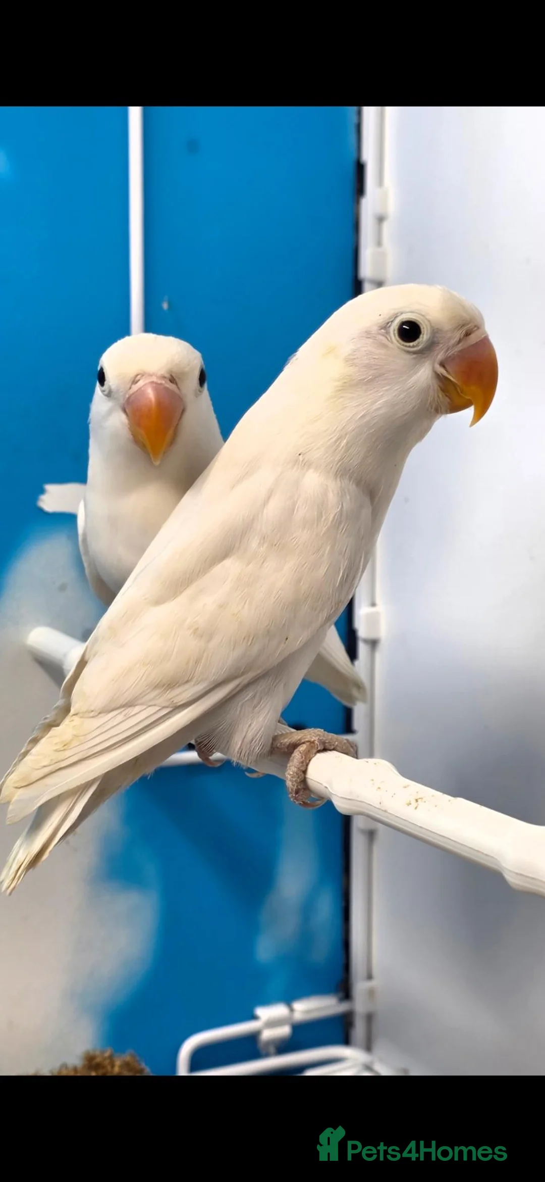 Lovebirds birds for sale: BLUEDEC PAIR WITH DNA - Advert 2