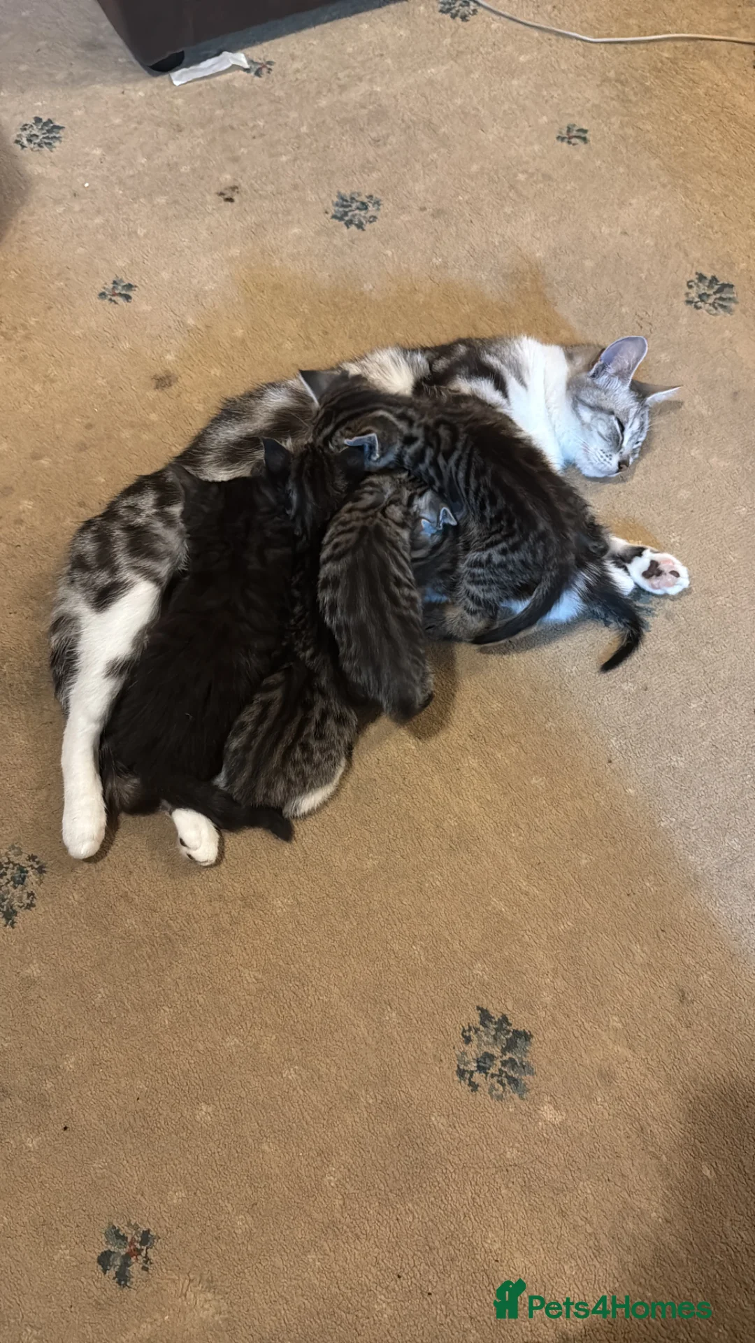 Mixed Breed cats for sale: Mom British shorthair tabby  - Advert 1