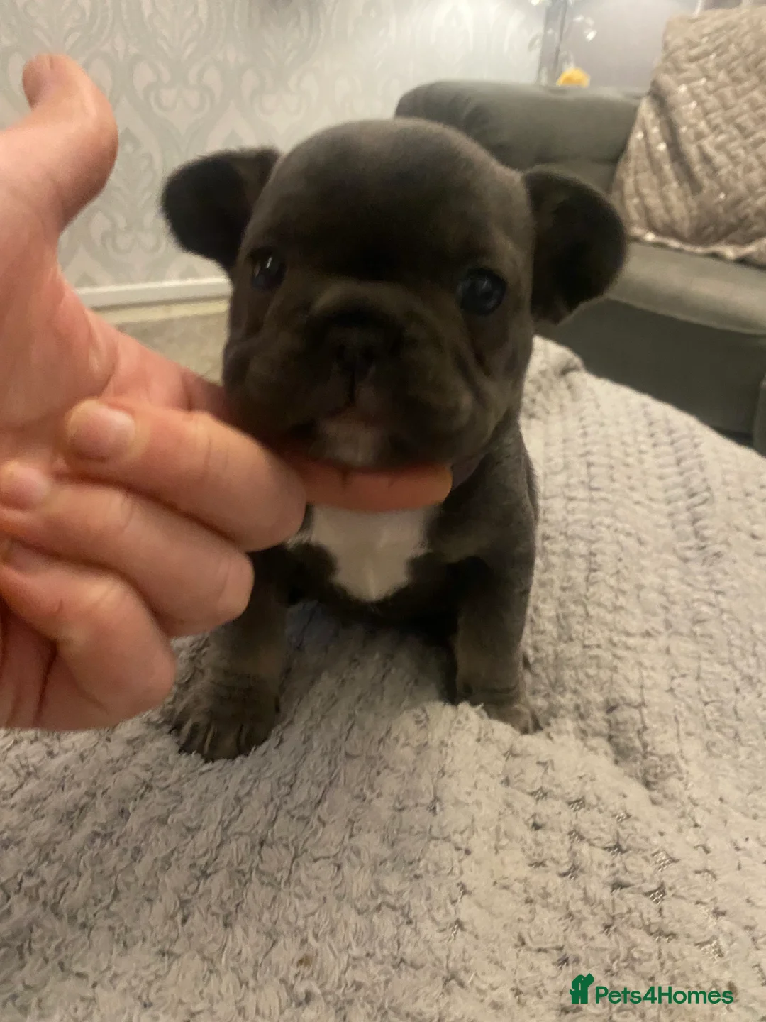 French Bulldog dogs for sale: Stunning chunky French bulldog pups  - Advert 20