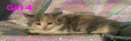 Persian cats for sale: Persian mix kittens  - Advert 7