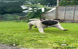 Pug dogs for sale: Our two year old loving pug needs rehomed - Image 2