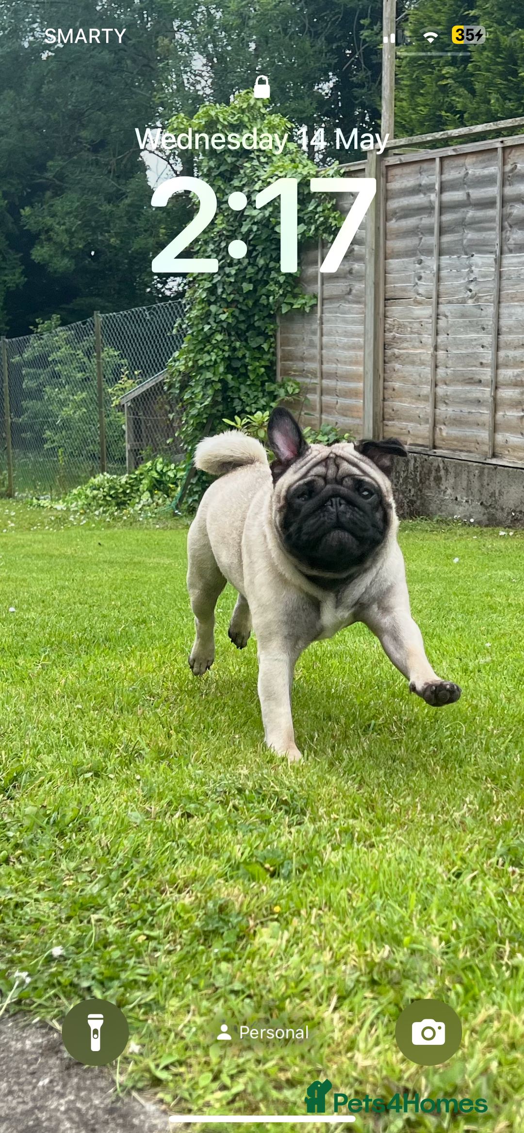 Pug dogs for sale: Our two year old loving pug needs rehomed - Image 2