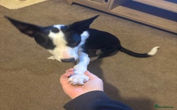 Border Collie dogs for sale: Skye Border collie - Image 4
